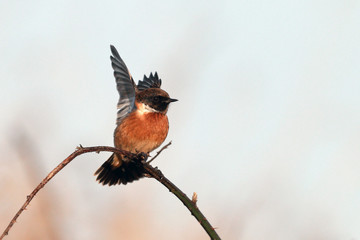 Stonechat ready to fly