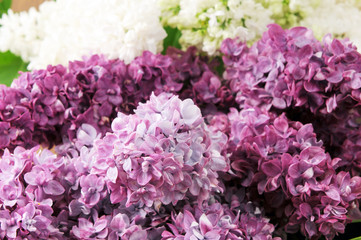 purple and white lilac twigs in blossom