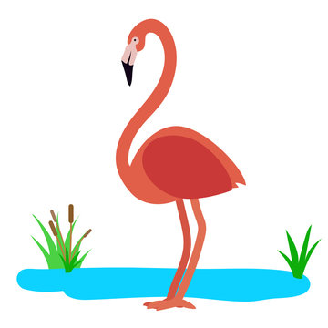 pink Famingo cartoon