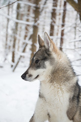 West Siberian Laika, Huskies