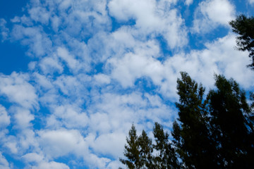tree with sky cloud background