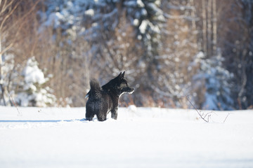 Russo-European Laika, winter Huskies