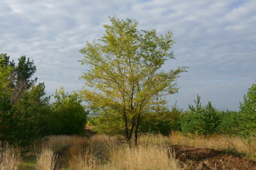 Дерево вяз в окружении сосен