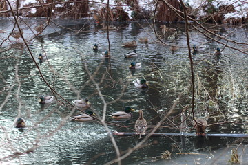 Enten im Teich