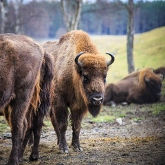 European Bison, bison bonasus