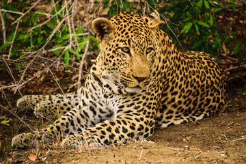 Fototapeta na wymiar Handsome male leopard resting