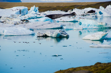 Fototapeta na wymiar Glacial River Ice Lagoon at Jokulsarlon Iceland.
