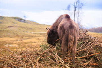 Fototapeta premium European Bison, bison bonasus