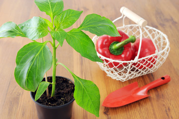 paprica seedling in flowerpot with  garden shovel and basket