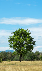 Fototapeta premium Big Single Tree Standing Alone in The Green Field for Tourist to Rest with Big Mountains and Blue Sky in Background