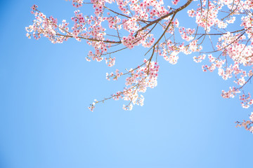 Branches of wild Himalayan cherry (Prunus cerasoides) with vibrant pink cherry blossoms on their...