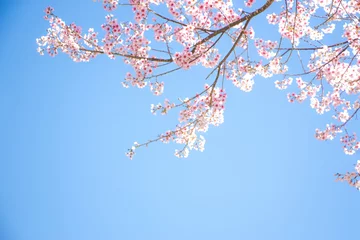Foto op Canvas Branches of wild Himalayan cherry (Prunus cerasoides) with vibrant pink cherry blossoms on their branches on bright blue sky background in Japanese tone with copy space (soft focus) © skuruneko