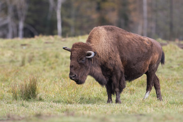 American Bison, Buffalo standing in a grassy meadow in Canada