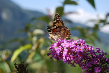 Buitterfly feeding