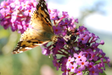 butterfly feeding on buddleia