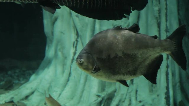 The tambaqui (Colossoma macropomum), a freshwater species of serrasalmid. It is also known by the names black pacu, black-finned pacu, giant pacu, cachama, gamitana.