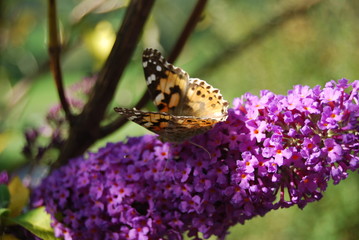 Butterfly on buddleia