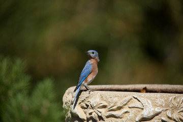 bluejay