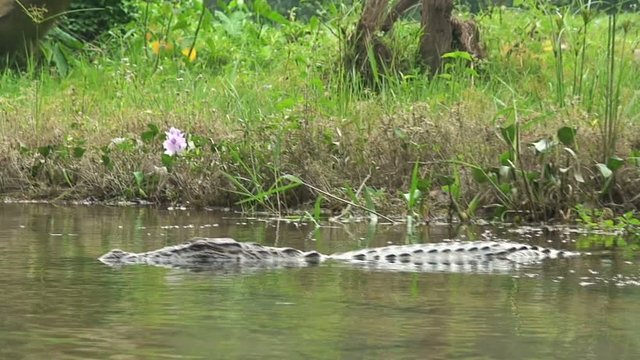 Chitwan National Park in Nepal