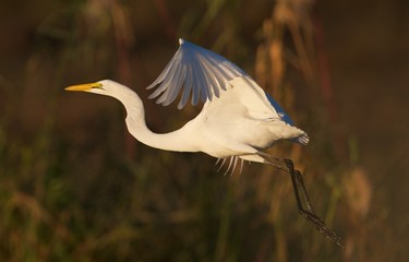 Great Egret