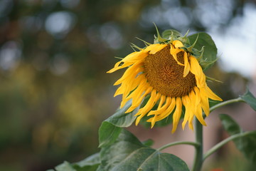Solar flower.