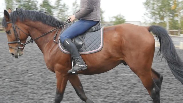 Following to horse running around on the sand. Close up of stallion galloping on the wet muddy ground. Slow motion
