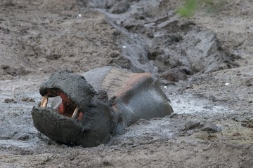 Hippo in mud