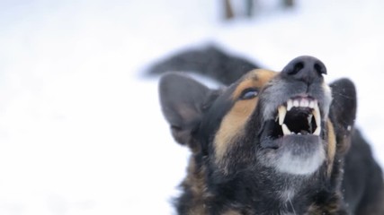 Barking enraged angry dog outdoors. The dog looks aggressive, dangerous . Furious dog. Angry and aggressive dog showing teeth on snow in winter.