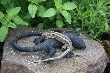 Zauneidechse, Reptil, Tier mit Gartenschmuck,  Natur,