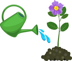 Watering can waters flower © Kazakova Maryia