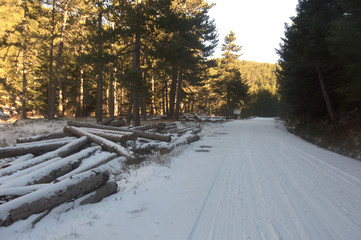 Logs in snowy road