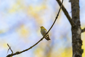 Wood Warbler in the forest in spring