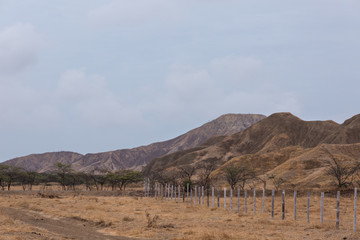 Dry forest in Peru