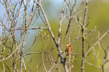Sedge Warbler sitting in a tree
