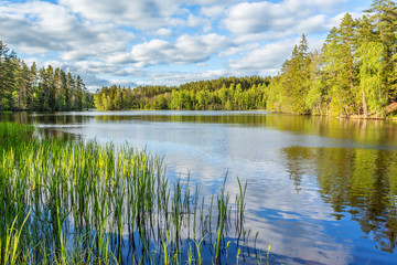 Forest lake with reeds on the beach