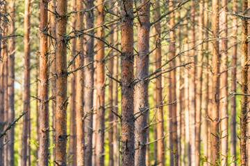 Fototapeta na wymiar Spruce tree trunks in the woods
