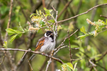 Reed Bunting in spring in a bush