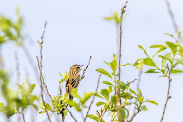 Sedge warbler singing from a branch in a tree top