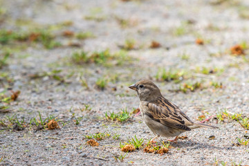 Sparrow female sitting on the ground