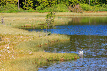 Woodland lake with a pair of whooper swans