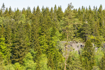 Mixed forest with a rock face