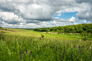 Flower meadow on a summer day