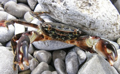 Crab on the rocks