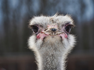 The head of an ostrich