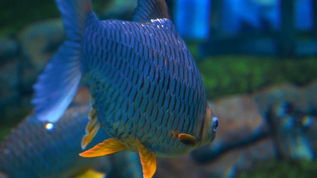 Exotic tropical fish Scardinius Erythrophthalmus in blue water of the aquarium. Shallow depth of field