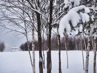 Beautiful winter landscape with snow covered trees