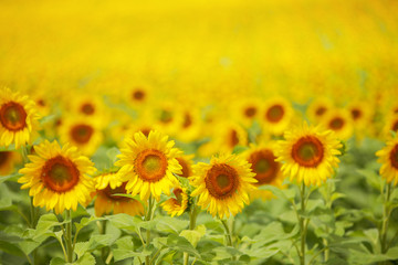 Obraz premium Sunflower field