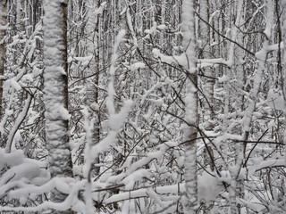 Thicket in snowy woods