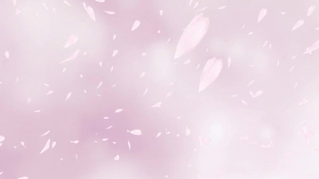 Falling pink rose petals or cherry tree blossoms. Spring slow motion HD animation, close up with blurred background.