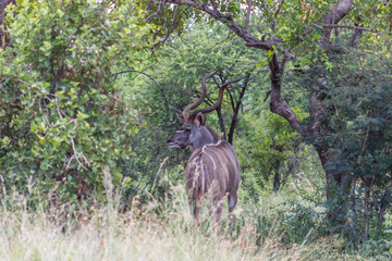 Greater kudu (tragelaphus)